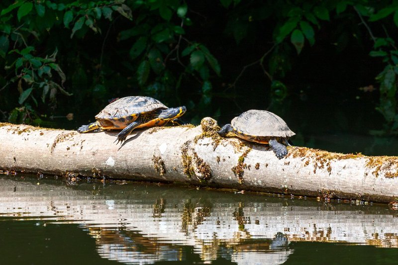 Two turtles resting on a sunlit log in a forest pond, creating a serene natural scene.