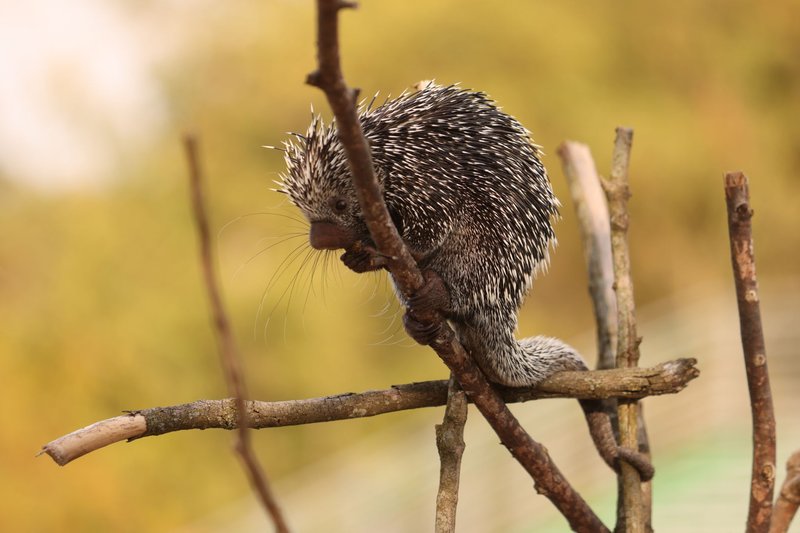 A Brazilian porcupine perched on a tree branch in natural habitat.
