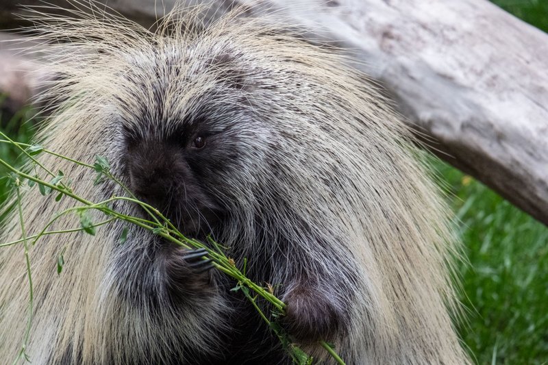 North American porcupine nibbling on leaves at Calgary Zoo, Canada.