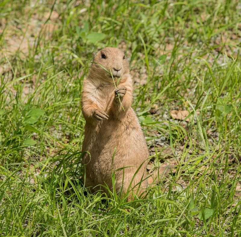 A prairie dog stands and munches on grass in a lush green field, capturing the essence of wildlife.