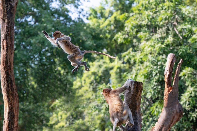 Proboscis monkeys jumping between trees in tropical Indonesian forest.