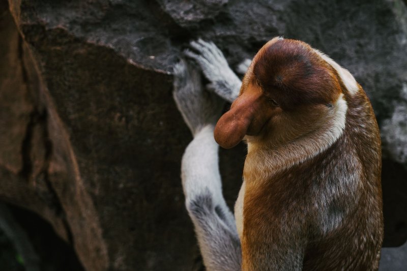 Close-up of a proboscis monkey on a rock, captured at Bali Zoo, showcasing wildlife photography.