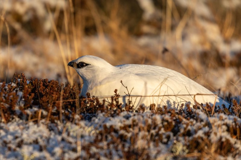 White Rock Ptarmigan camouflaged in Iceland's snowy winter landscape.