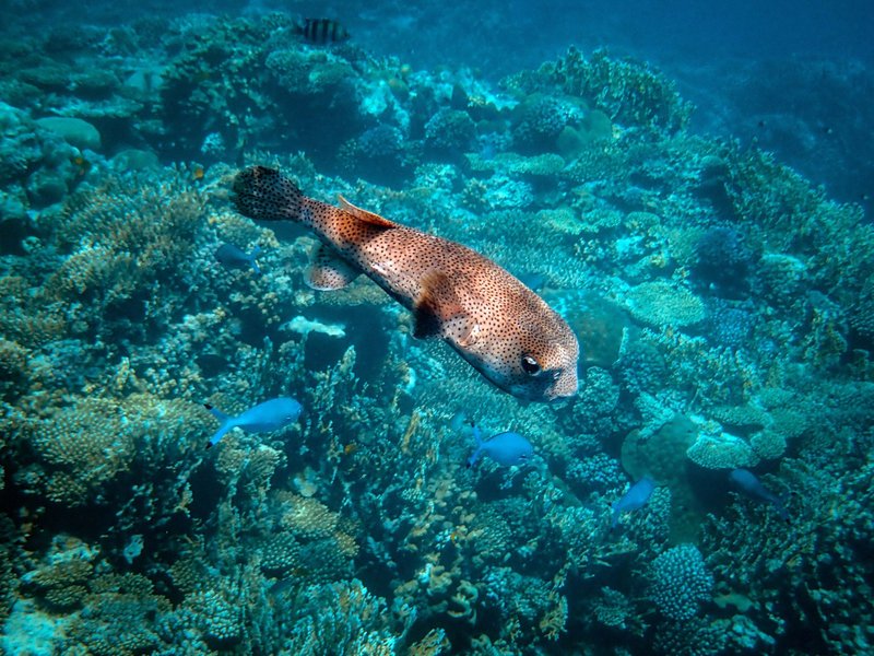 A majestic spotted pufferfish swims over a vibrant coral reef teeming with marine life.