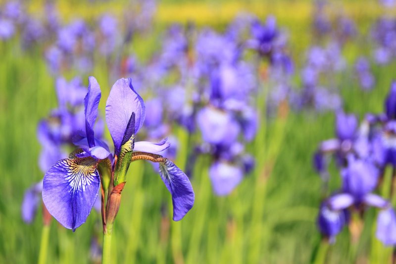 Close-up of vibrant purple irises blooming in a lush summer meadow outdoors.