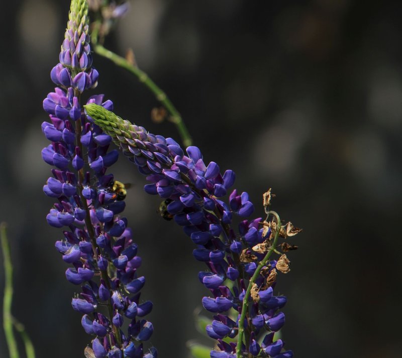 Close-up of purple lupine flowers with bees, captured in natural summer light.