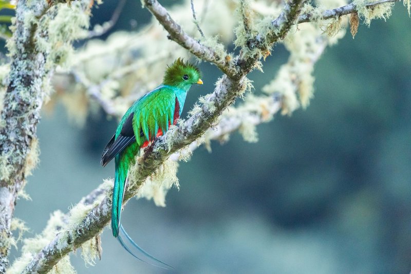 A vibrant resplendent quetzal perched on a mossy branch in San Gerardo de Dota, Costa Rica.