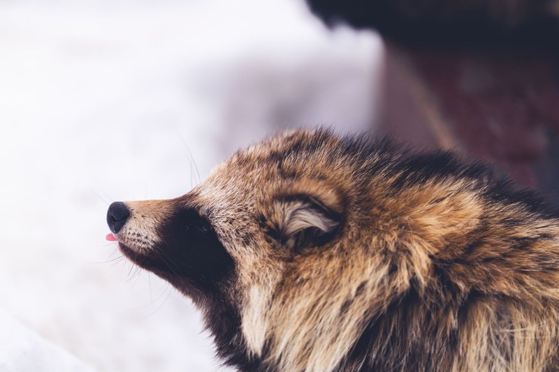 Close-up of a raccoon dog in snowy Asahikawa, Japan, showcasing its warm fur in winter.
