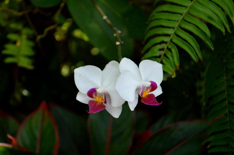 Delicate white orchids with purple centers among lush green tropical leaves. Perfect for nature and floral themes.