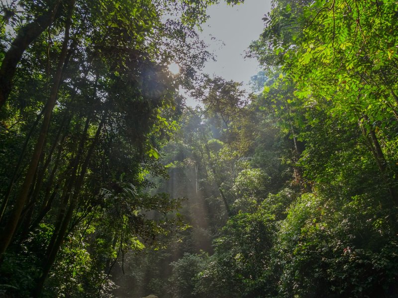 Sunlight filters through dense rainforest canopy creating mystical sunbeams.
