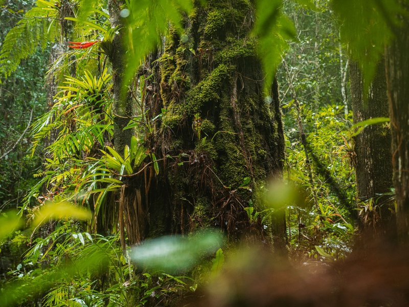 Vibrant lush tropical rainforest with moss-covered trees and rich green foliage, showcasing dense jungle ecosystem.
