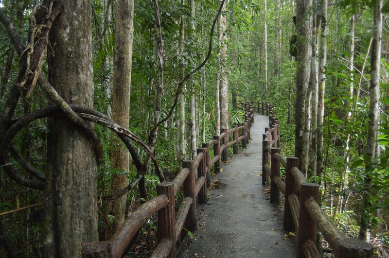 Explore a scenic forest path surrounded by lush greenery, inviting tranquility and exploration.