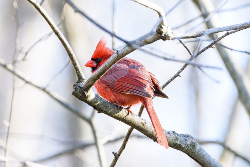 A vibrant Northern Cardinal perched on a branch, showcasing its striking red plumage.