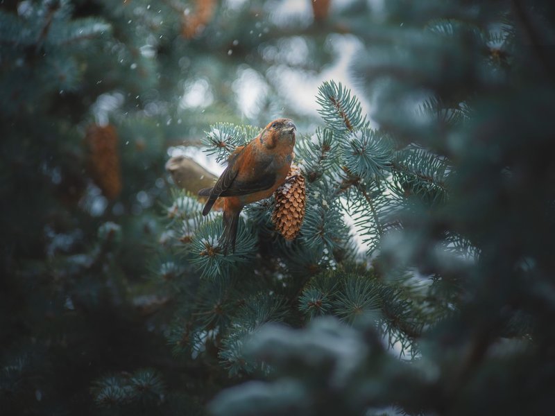 A red crossbill perched on a pine branch surrounded by lush foliage and pine cones.