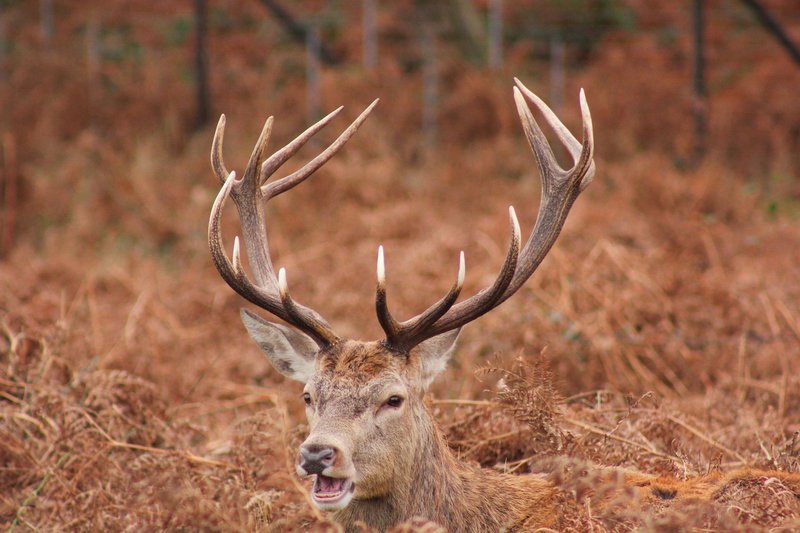 A red deer stag with impressive antlers amidst autumn foliage in the wild.