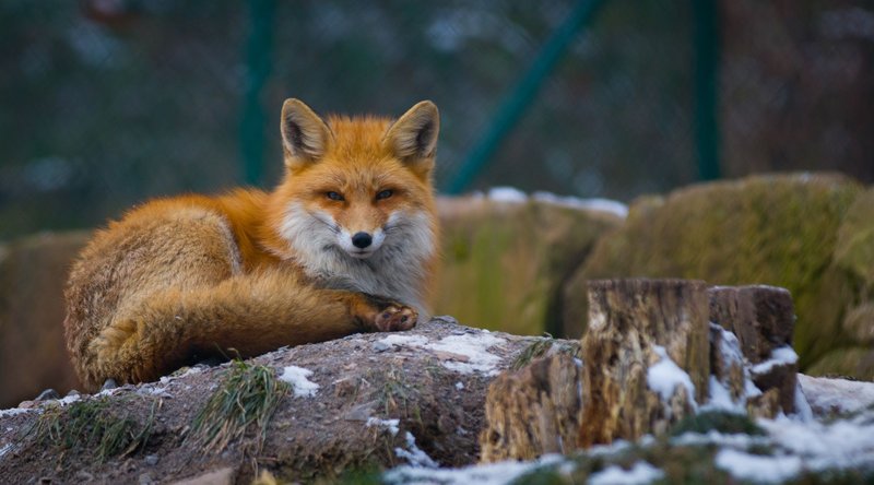 A serene red fox lying on a snowy log in a German forest. Perfect for wildlife photography enthusiasts.