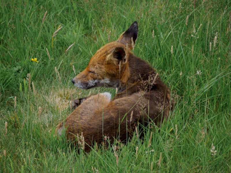 A peaceful red fox relaxes in a grassy field on a sunny day, a perfect capture of wildlife in nature.