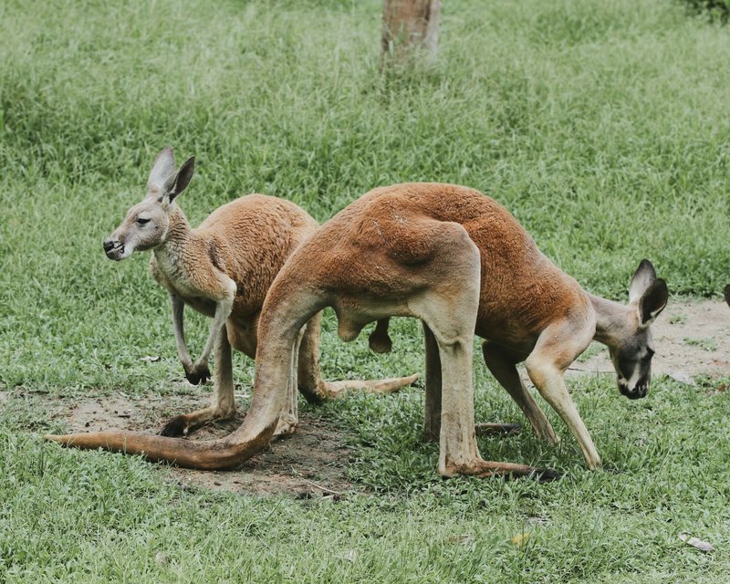 Two red kangaroos grazing on green grass, showcasing wildlife in a natural setting.