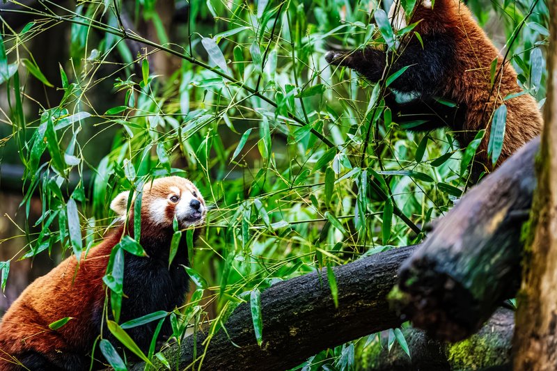 Two playful red pandas engage with bamboo foliage in a natural setting.