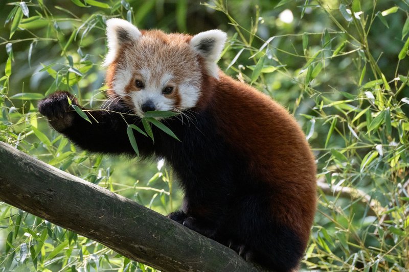 Adorable red panda eating bamboo on a tree branch at Zurich Zoo, Switzerland.