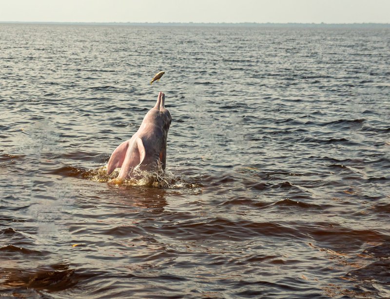 An Amazon river dolphin leaps from the water to catch a fish in Novo Airão, Brazil.
