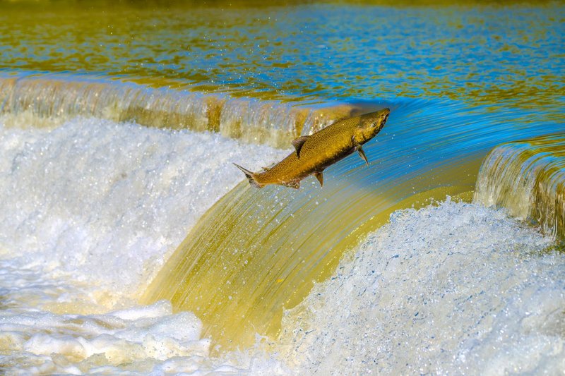 Vibrant image of a salmon leaping over a waterfall showcasing nature's resilience and adventure.