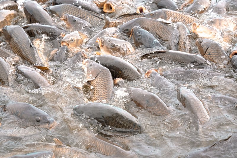 Vibrant close-up of a dense school of carp swimming in turbulent water.