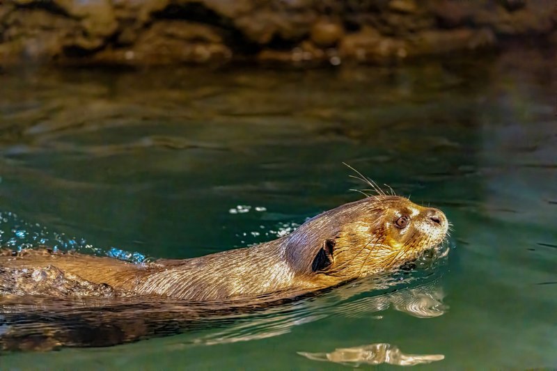 A vibrant shot of a river otter swimming in clear waters, showcasing its sleek fur and playful nature.