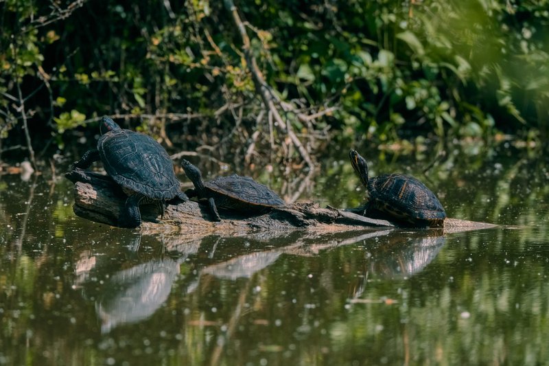 Three turtles basking in the sun on driftwood surrounded by lush greenery and calm river water.