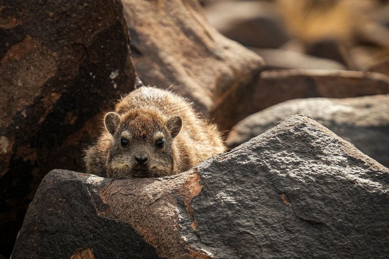 A solitary rock hyrax peering from behind rugged rocks. Captured in natural habitat.