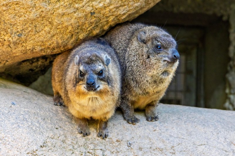 Close-up image of two rock hyraxes relaxing on a stone, showcasing their furry appearance and natural habitat.