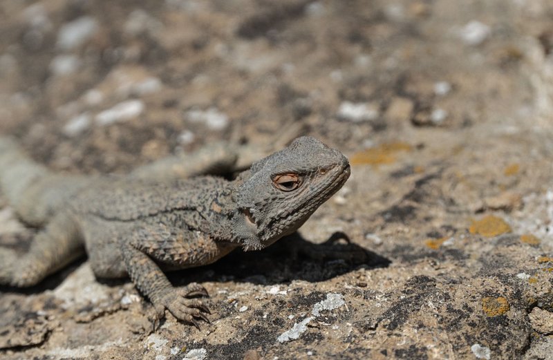 Close-up of an Asian rock agama lizard basking on a sunlit rock in a natural setting.