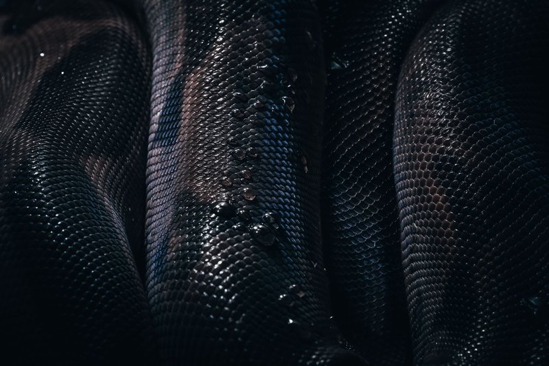 Intricate close-up of a wet, glimmering snake skin, highlighting texture and pattern.