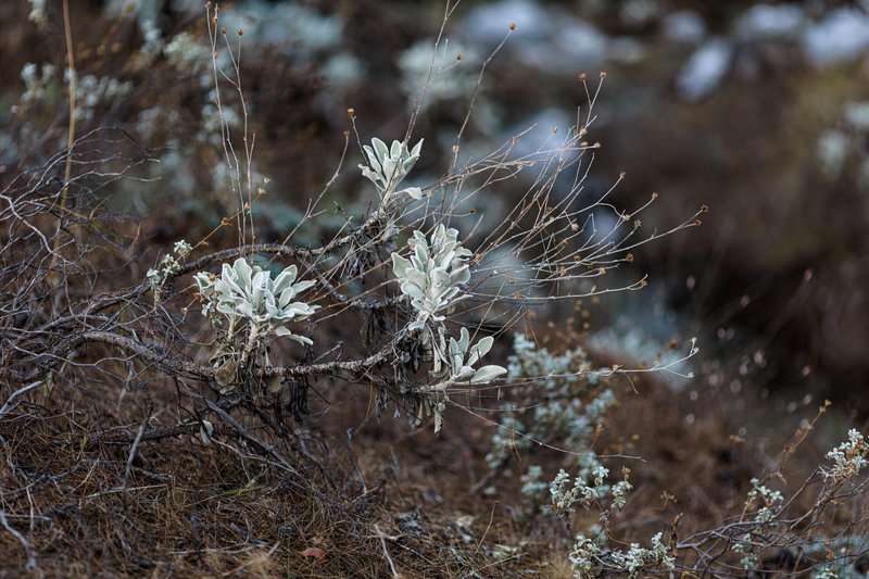 Sagebrush plant growing in a dry, rugged landscape during autumn's earthy tones.