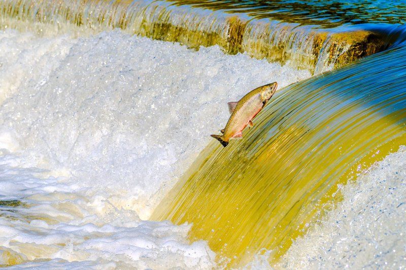 A salmon leaps up a shimmering waterfall, showcasing nature's incredible power and beauty.