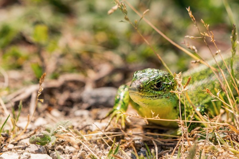 A vibrant green Lacerta agilis lizard camouflaged among dry grass outdoors.