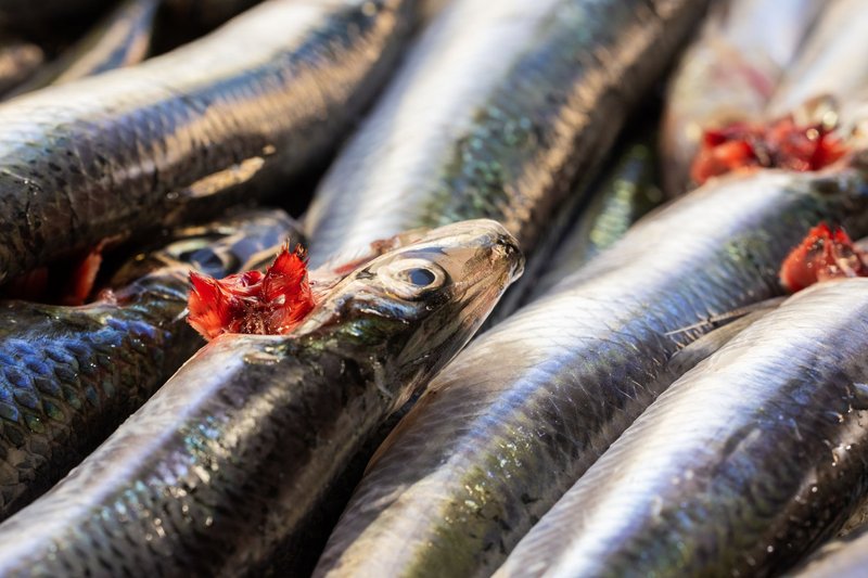 A close-up shot of raw sardines freshly caught and laid out, perfect for seafood enthusiasts.