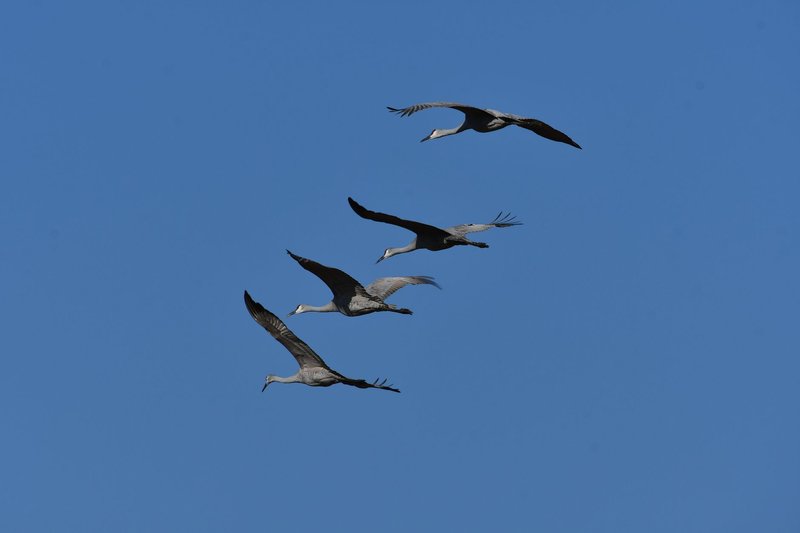 A group of sandhill cranes (Grus canadensis) flying gracefully across a clear blue sky.