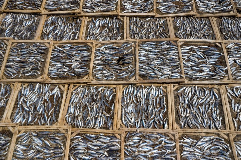Aerial photograph showcasing an array of fish drying on wooden trays, captured from above.