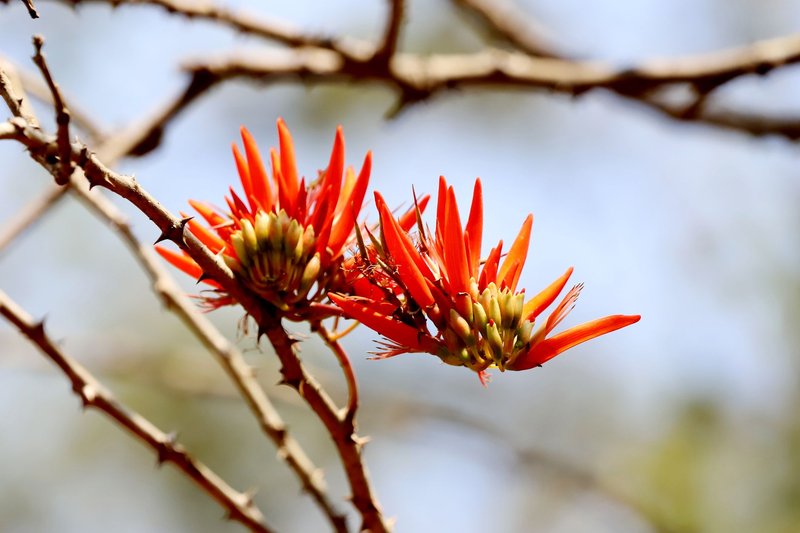 Close-up of bright red Erythrina flowers on a thorny branch against a blurred background.