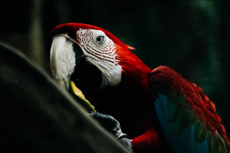 Close-up of a vibrant scarlet macaw showcasing its bright feathers and captivating eye.