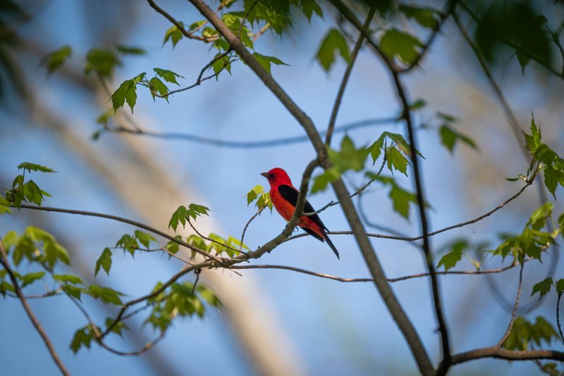 A vibrant scarlet tanager bird perching on a branch surrounded by fresh green leaves.