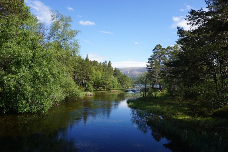 Tranquil forest river scene in the Cairngorms, showcasing natural beauty of Scotland.