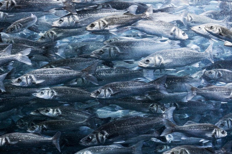 Dynamic image of a school of fish swimming together in crystal clear water, creating mesmerizing aquatic patterns.