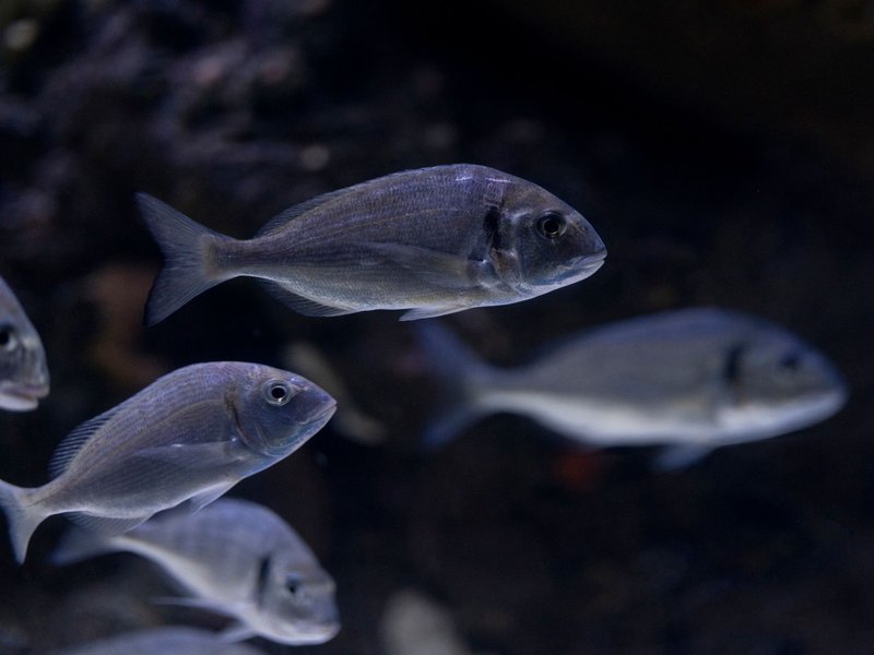 Peaceful underwater scene featuring a school of fish swimming gracefully.