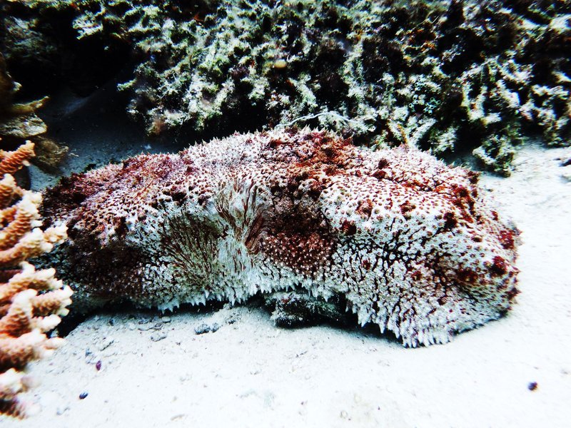 Detailed view of an actinopyga sea cucumber on a vibrant coral reef underwater.