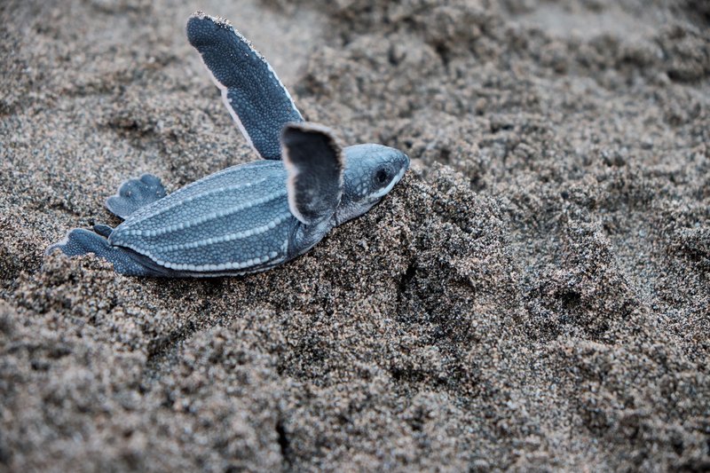 A baby leatherback turtle making its way across the sand towards the ocean in Puerto Rico.