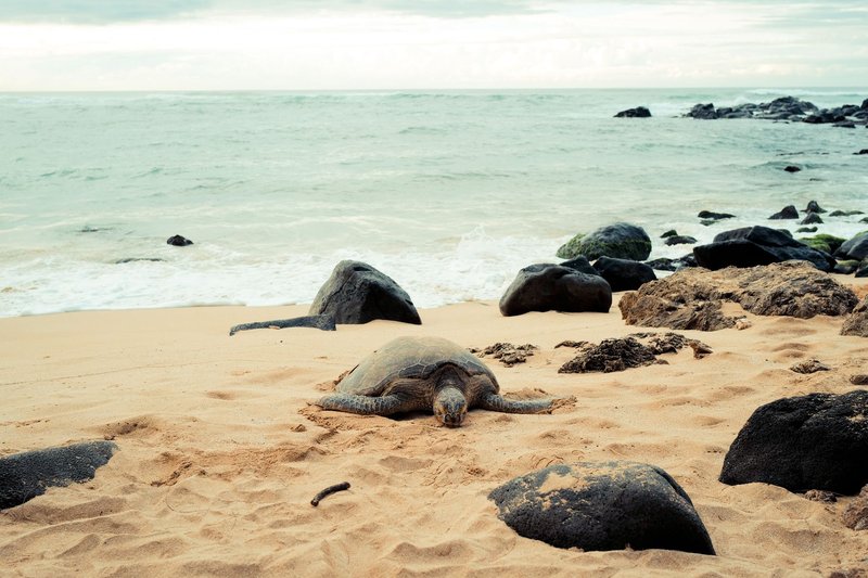 A sea turtle rests on the sand in Hawaiian Beaches, showcasing nature's tranquility.