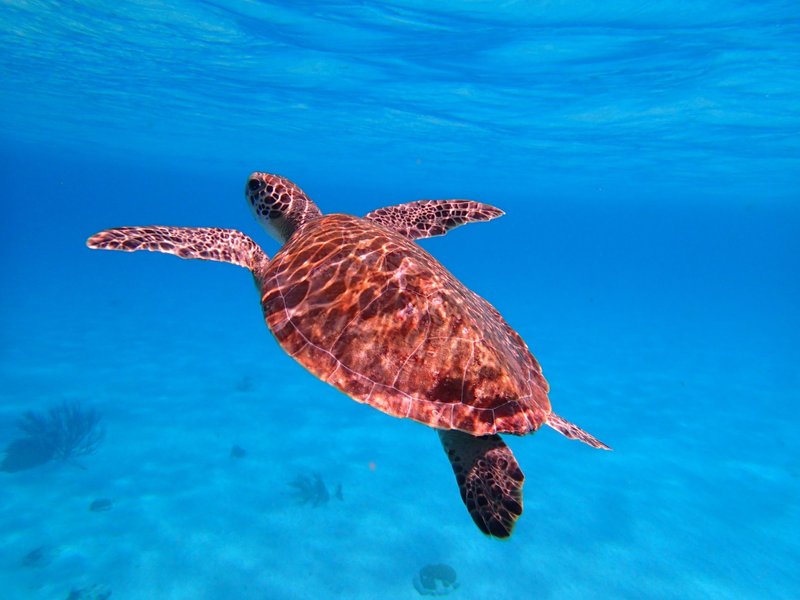 A hawksbill sea turtle gracefully swimming underwater in the vibrant blue Caribbean sea off Bonaire.