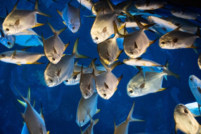 Dynamic image of a school of silver fish swimming against a deep blue aquatic backdrop.
